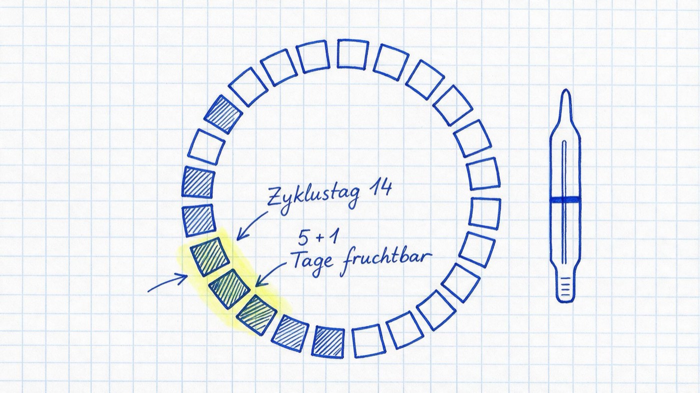 Matheheft-Illustration: Zyklusrad aus 28 Tageskästchen mit Basalthermometer, den Notizen Zyklustag 14 und gelb markiert 5 + 1 Tage fruchtbar